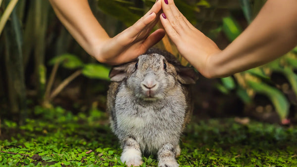 Hands over baby bunny